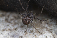 Rhysodromus alascensis