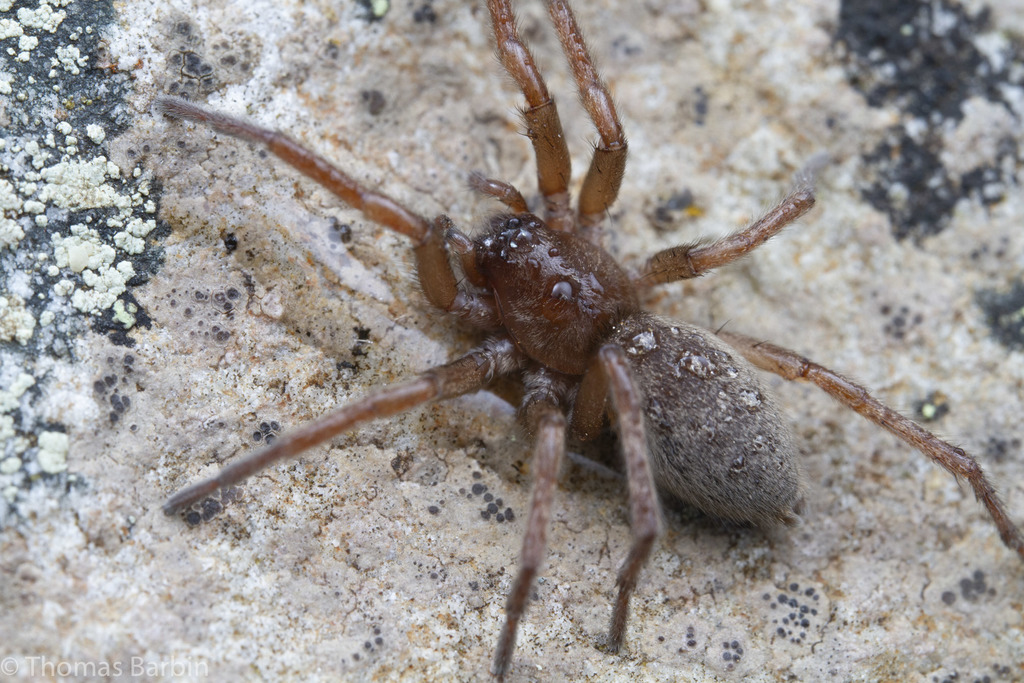 Orodrassus