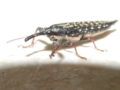 Rhinotia lineata