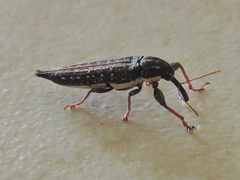Rhinotia lineata