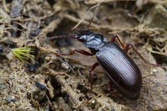 Nebria intermedia