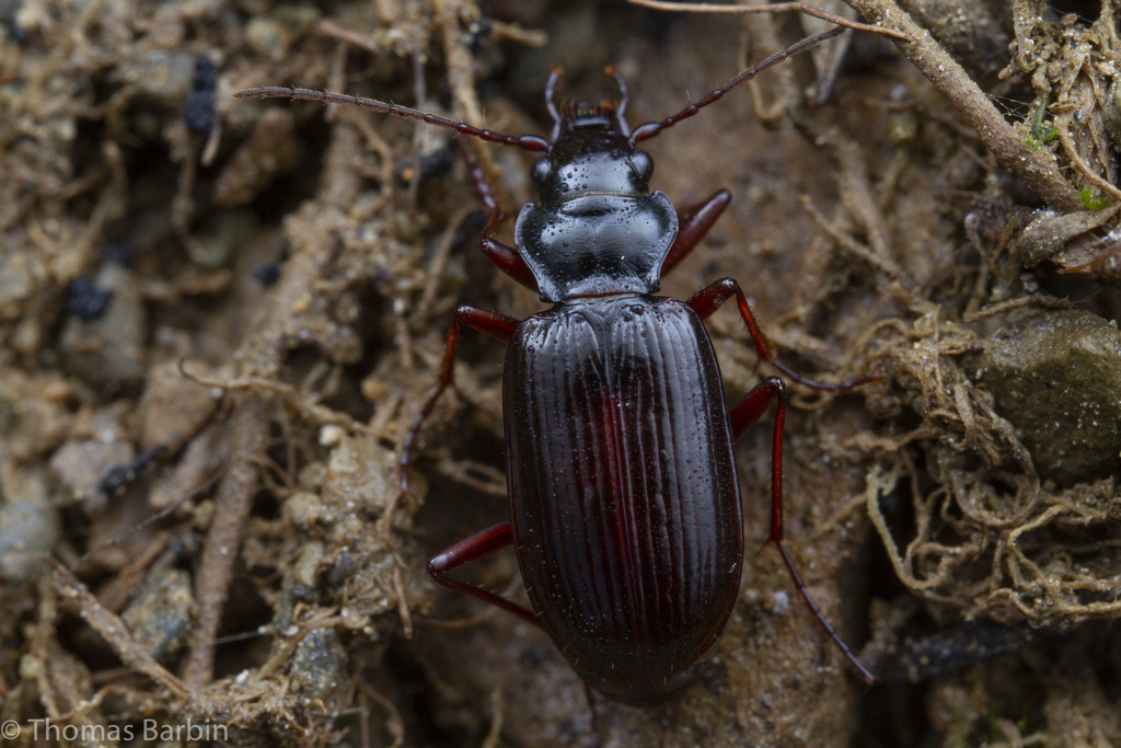 Nebria intermedia