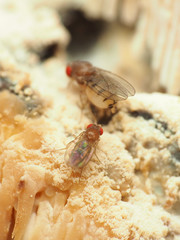 Hirtodrosophila duncani