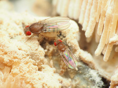 Hirtodrosophila duncani