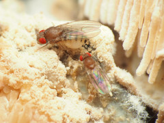 Hirtodrosophila duncani
