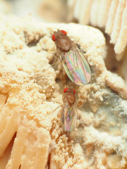 Hirtodrosophila duncani