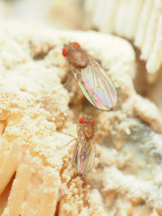 Hirtodrosophila duncani