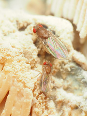 Hirtodrosophila duncani