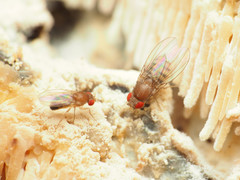 Hirtodrosophila duncani