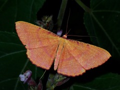 Eumelea rosalia