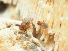 Hirtodrosophila duncani