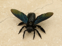 Xylocopa nasalis