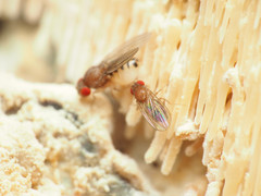 Hirtodrosophila duncani