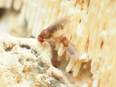 Hirtodrosophila duncani