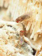 Hirtodrosophila duncani