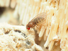 Hirtodrosophila duncani