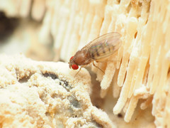 Hirtodrosophila duncani