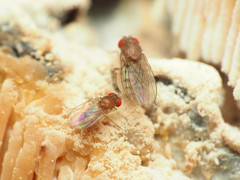 Hirtodrosophila duncani