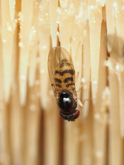 Mycodrosophila claytonae