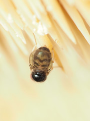 Mycodrosophila stalkeri