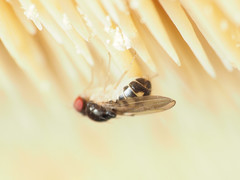 Mycodrosophila stalkeri