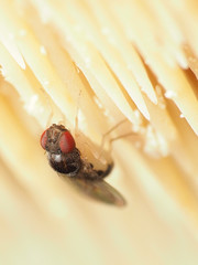Mycodrosophila stalkeri