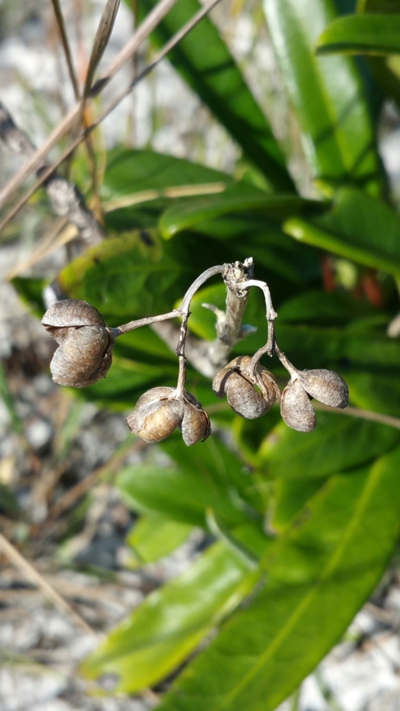 Danais volubilis