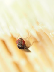 Mycodrosophila stalkeri