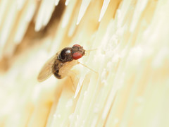 Mycodrosophila stalkeri