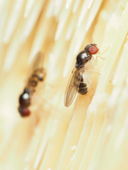 Mycodrosophila stalkeri