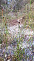Schoenus ericetorum