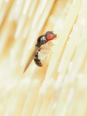 Mycodrosophila stalkeri