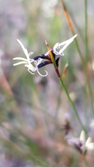 Schoenus ericetorum