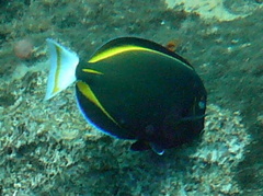 Acanthurus nigricans