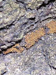 Metatrichia