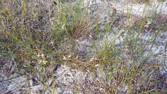 Schoenus ericetorum