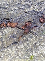 Metatrichia