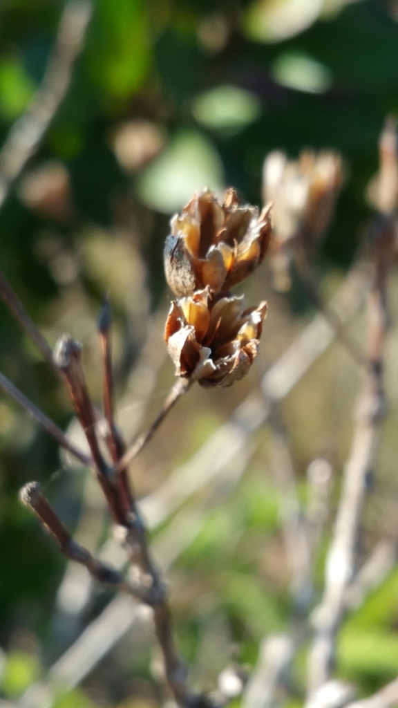 Eliea articulata