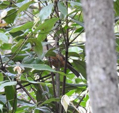 Colluricincla rufogaster rufogaster