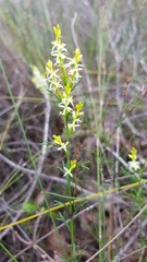 Symphionema paludosum