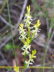 Symphionema paludosum