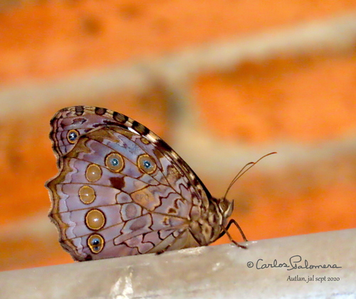 White-spotted Satyr
