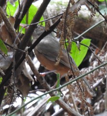 Colluricincla rufogaster rufogaster