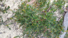 Micrantheum ericoides