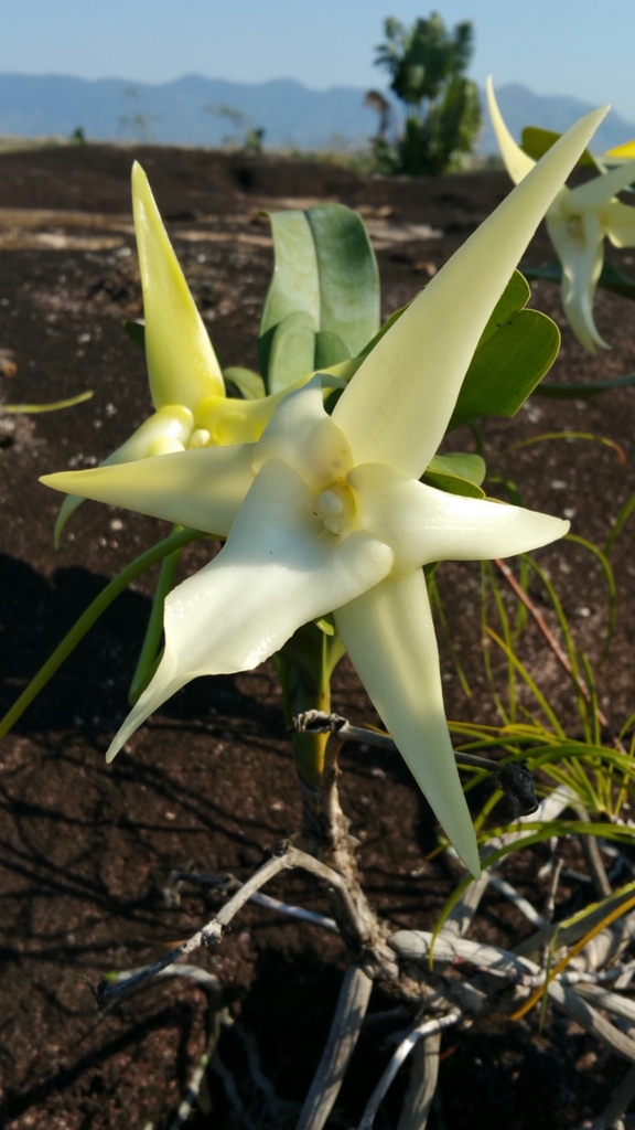 Darwin's orchid