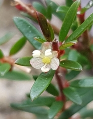 Micrantheum ericoides