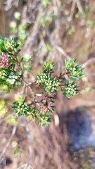 Darwinia leptantha