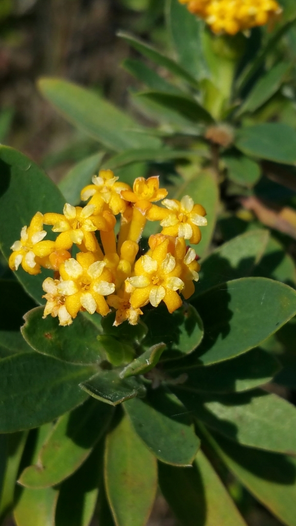 Gnidia madagascariensis