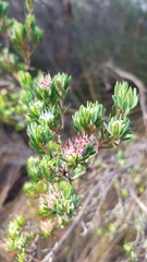 Darwinia leptantha