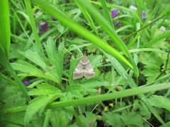 Uresiphita maorialis